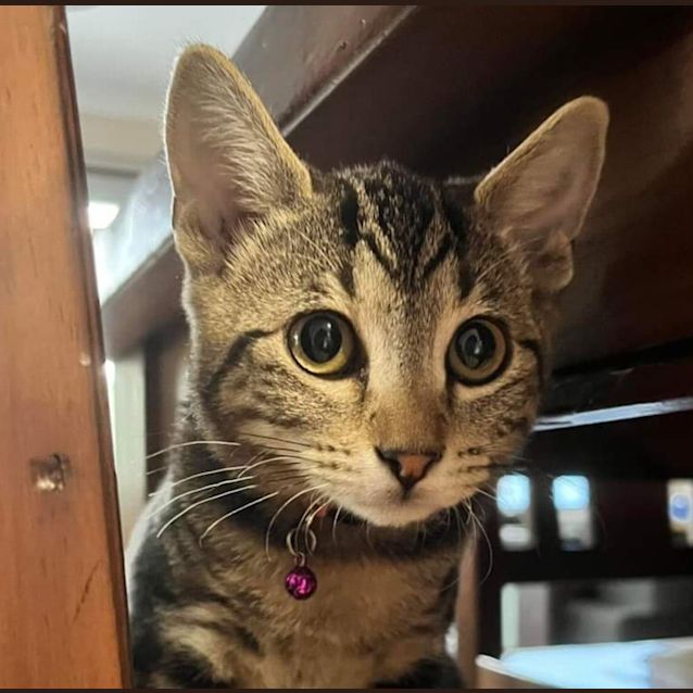 Photo of Dazzle