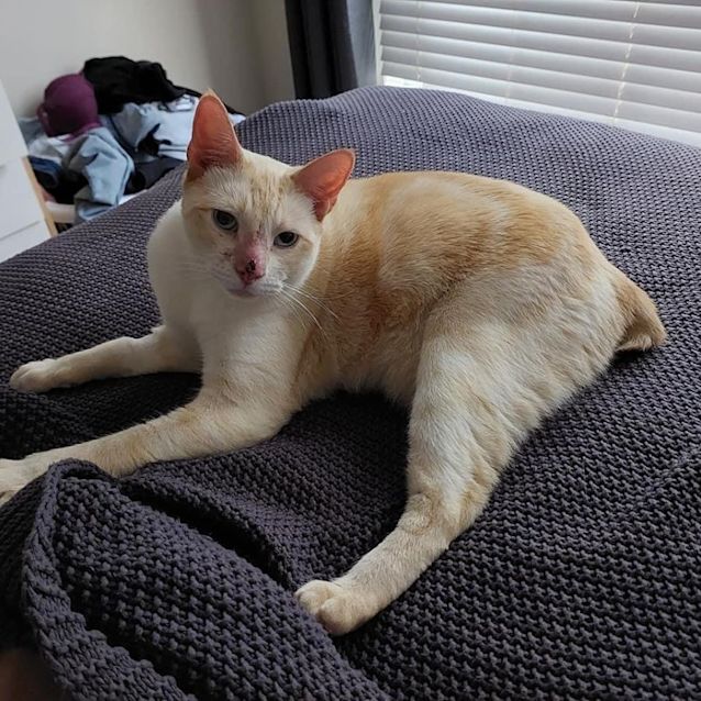 Photo of Snowflake