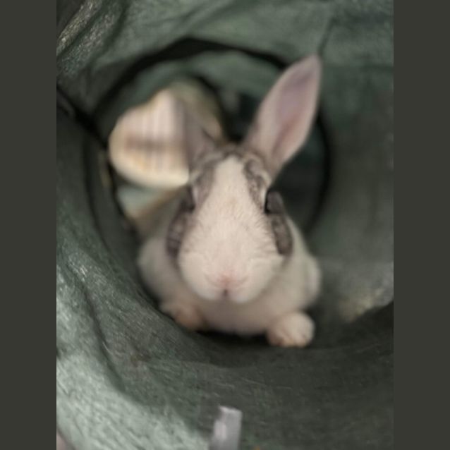 Photo of Jon Snow + Daenerys Targaryen