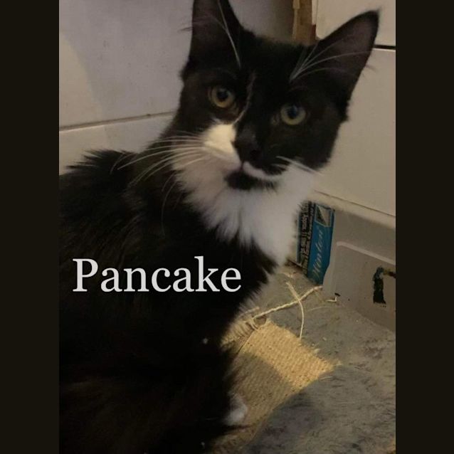 Photo of Pancake