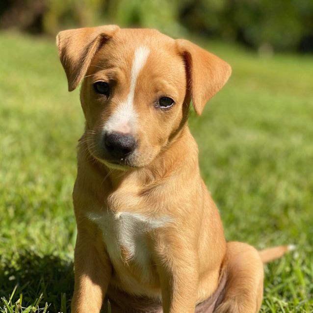 Photo of Caramel