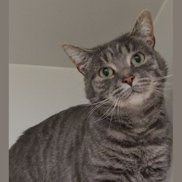 Photo of Pumpkin