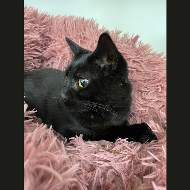 Photo of Bubbles   Mowbray