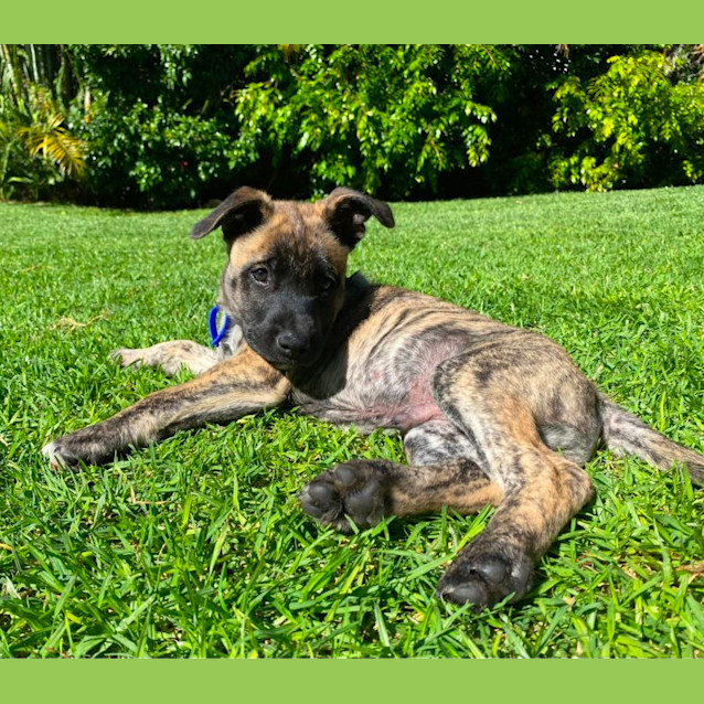 Photo of Louis   3 Month Old Staffy X Kelpie (Trial)