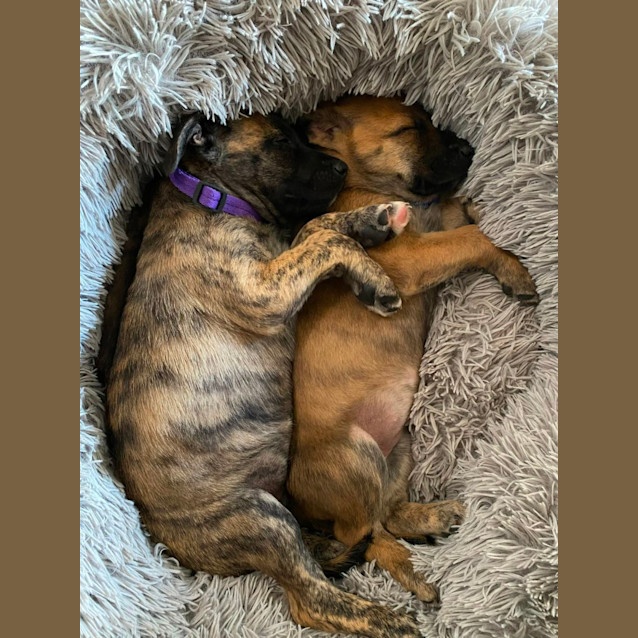 Photo of Louis   3 Month Old Staffy X Kelpie (Trial)