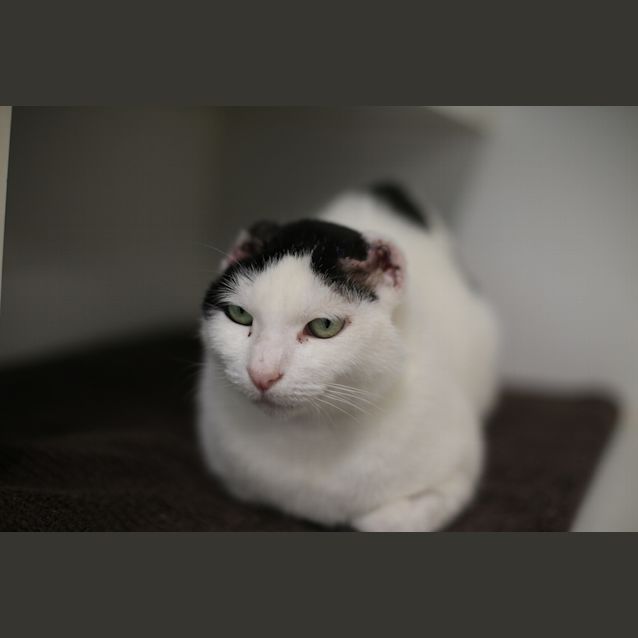 Photo of Fifi