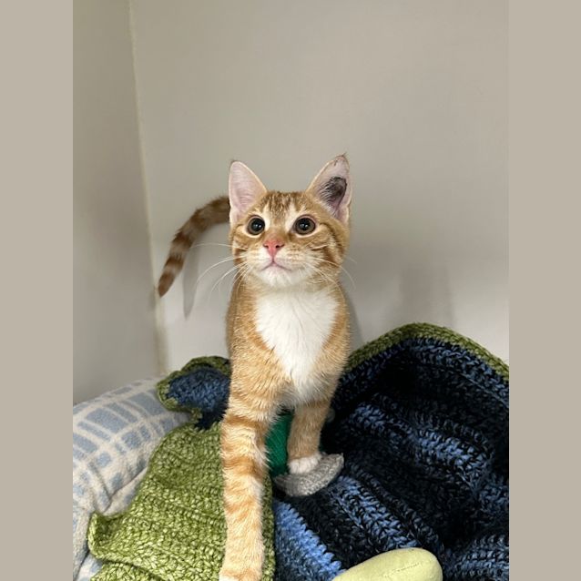Photo of Dexter