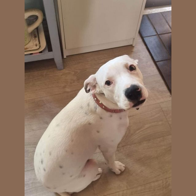 Photo of Luna (Dog) And Felix (Cat)