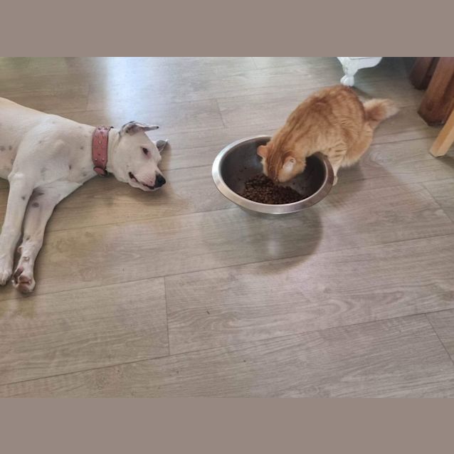 Photo of Luna (Dog) And Felix (Cat)