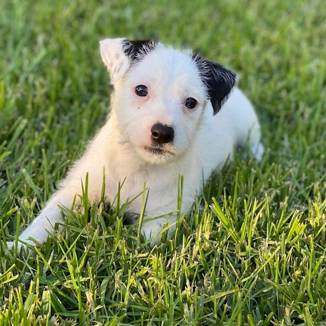 Photo of Oreo