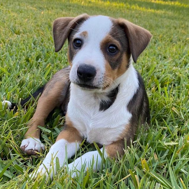 Photo of Otto