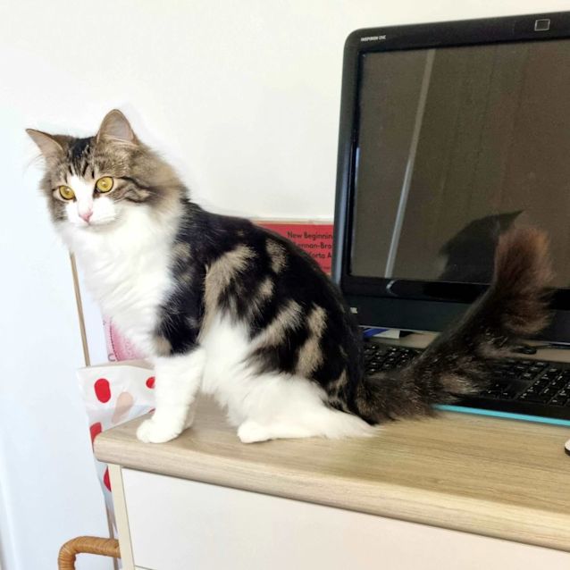 Photo of Parsnip Stk010934