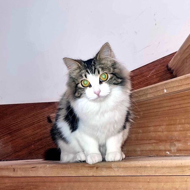 Photo of Parsnip Stk010934