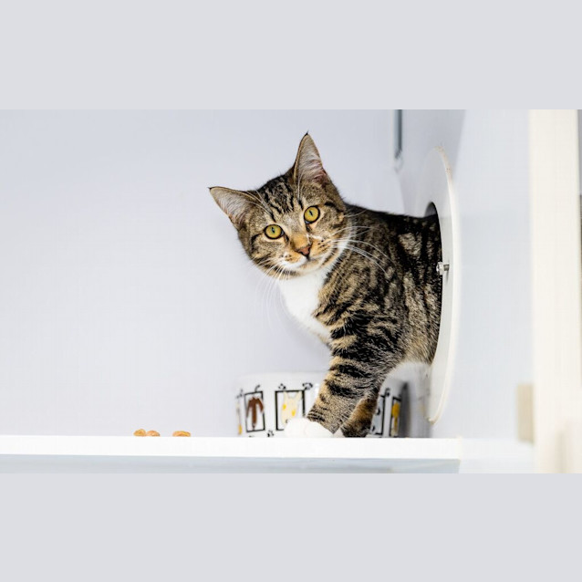 Photo of Arlo