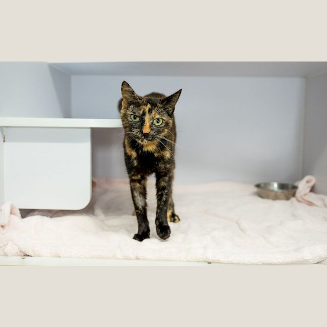 Photo of Petunia