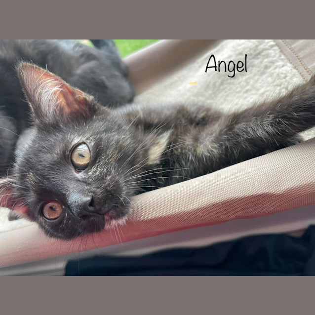 Photo of Angel   Petstock