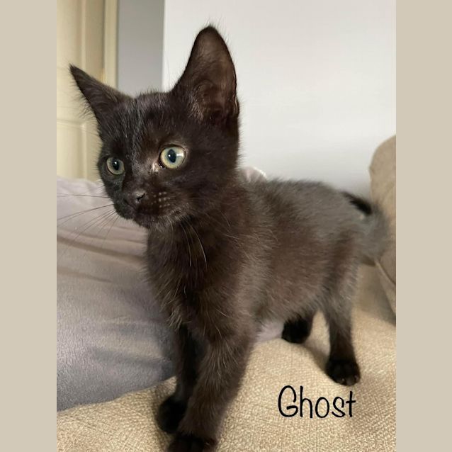 Photo of Ghost   Petstock