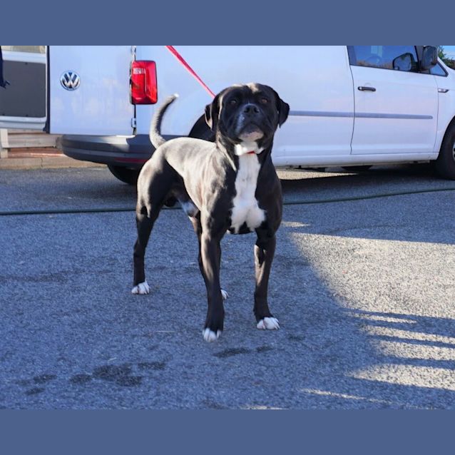Photo of Ace
