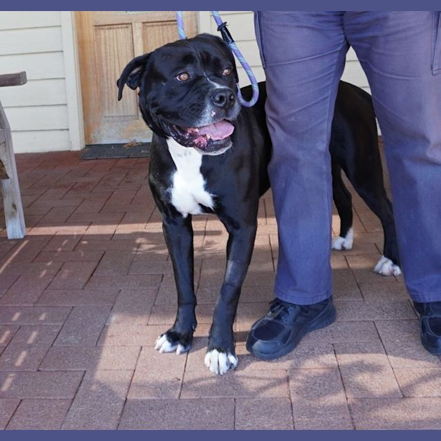 Photo of Ace