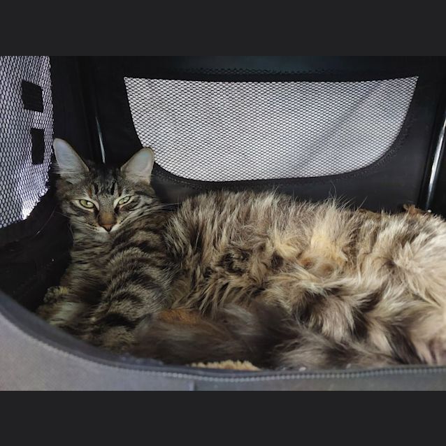 Photo of Ash