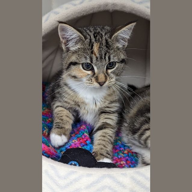 Photo of Shyly