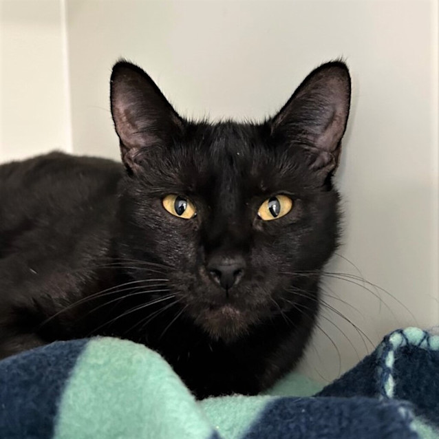 Photo of Ebony