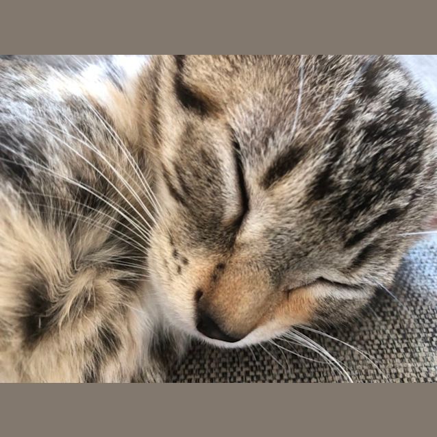 Photo of Smudge