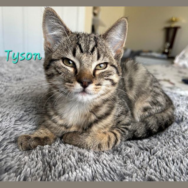 Photo of Tyson