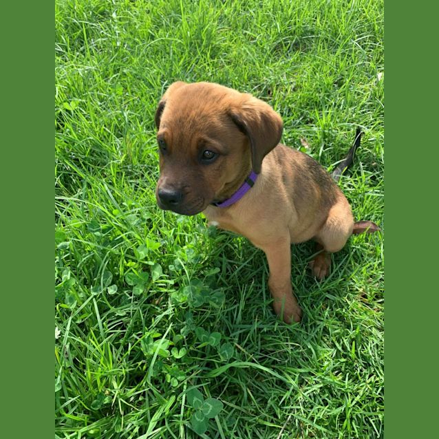 Photo of Missy   10 Week Old Rottweiler X Ridgeback/Mastiff