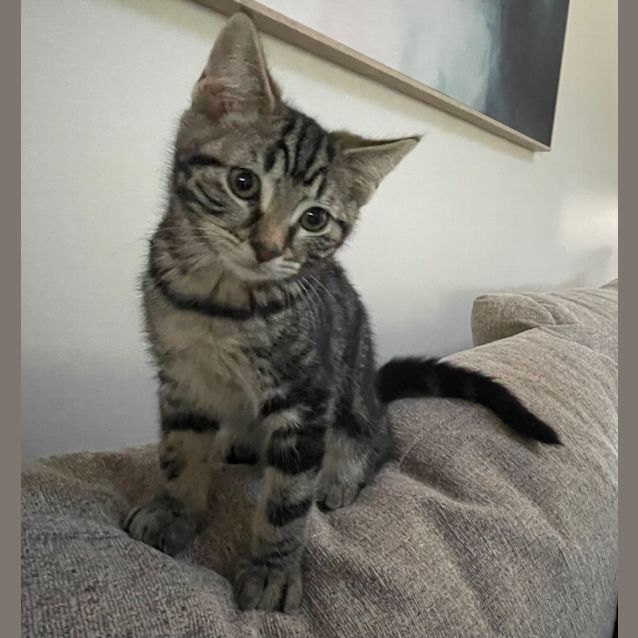 Photo of Romi ** 2nd Chance Cat Rescue**