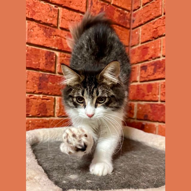 Photo of Mintio