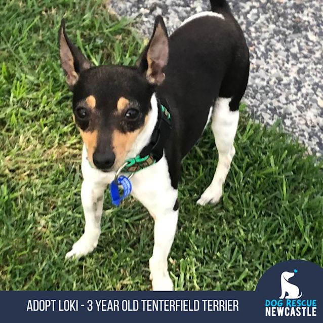 Photo of Loki   3 Year Old Tenterfield Terrier (Trial)