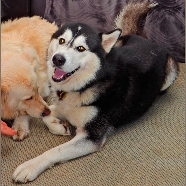 Photo of Loki