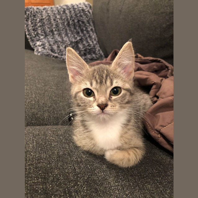 Photo of Pixie
