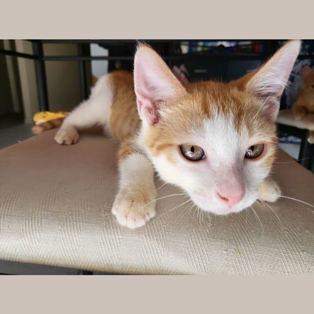 Photo of Cookie