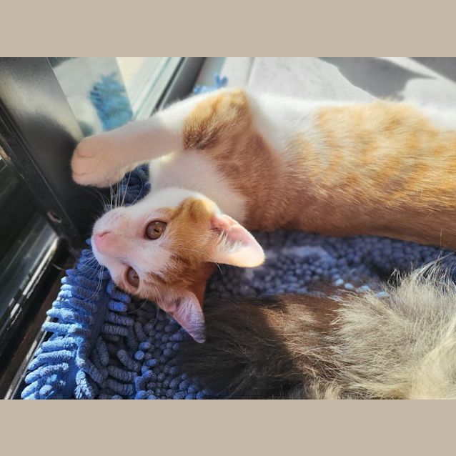 Photo of Cookie