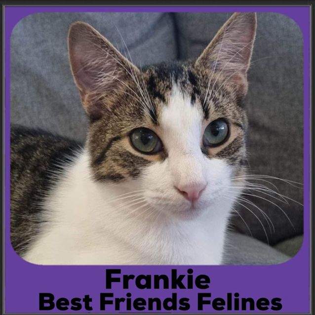 Photo of Frankie 