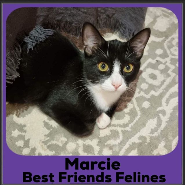 Photo of Marcie 