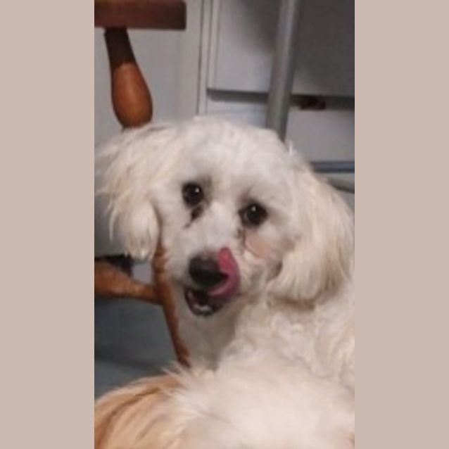 Photo of Tin Tin