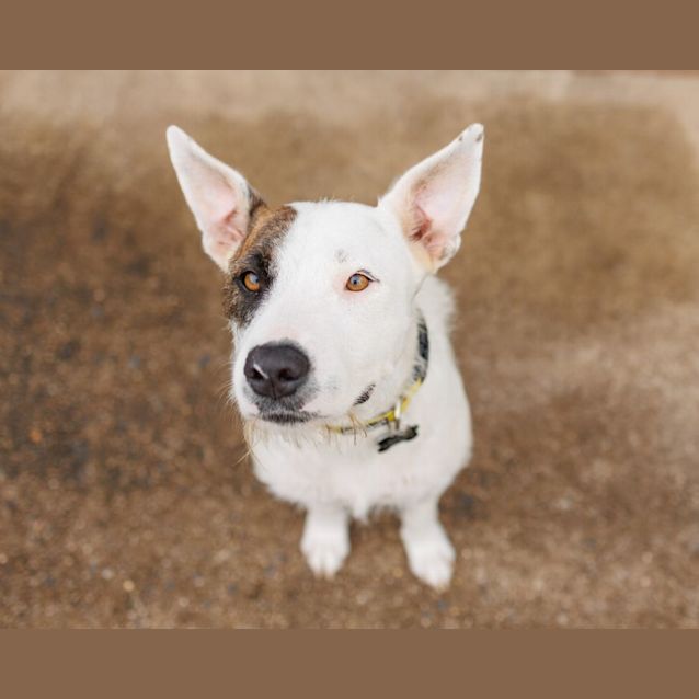 Photo of Rosie