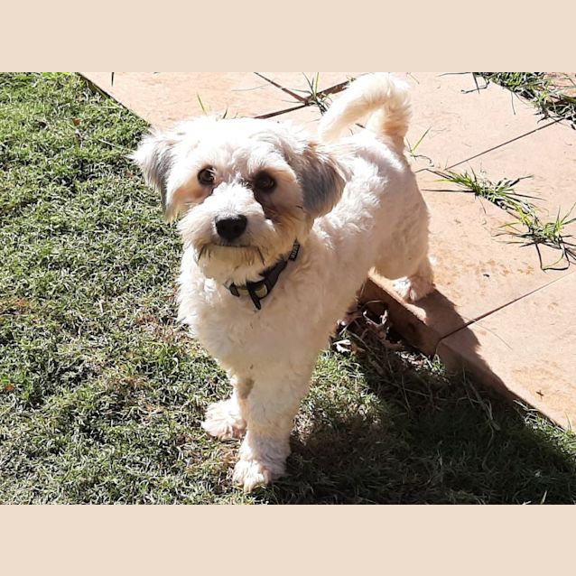 Photo of Rocky 1