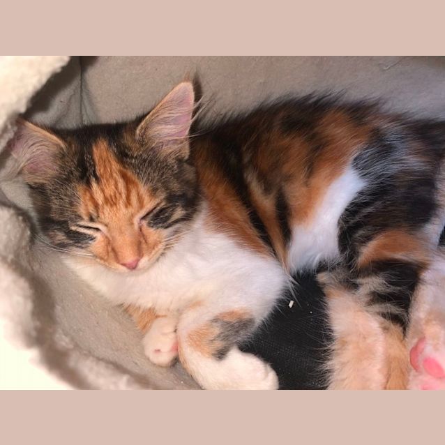 Photo of Daisy
