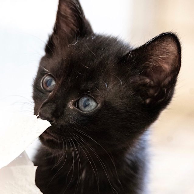 Photo of Lark
