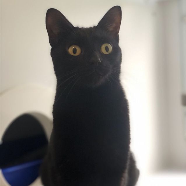 Photo of Sheeba & Shoshana