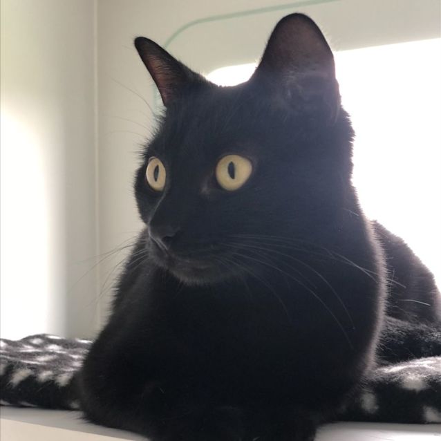 Photo of Sheeba & Shoshana