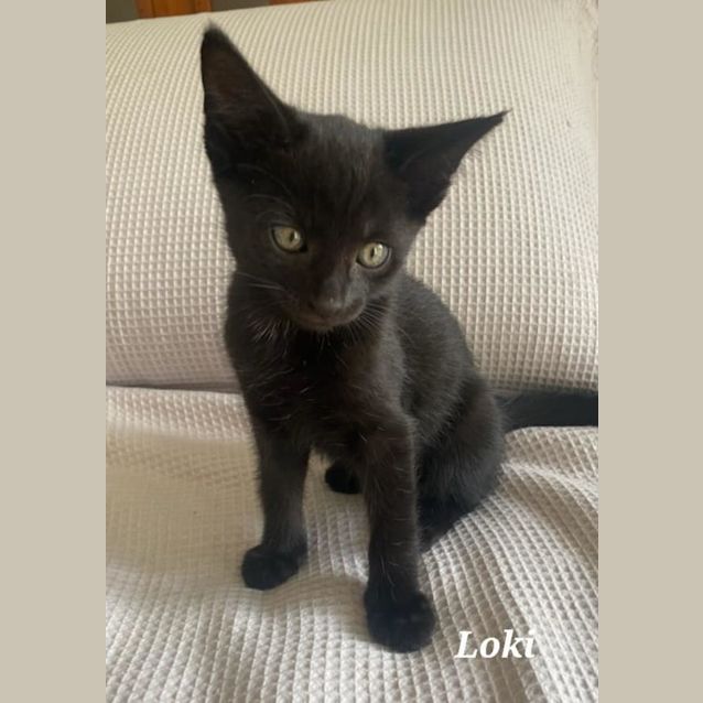 Photo of Loki