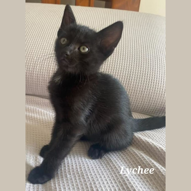 Photo of Lychee