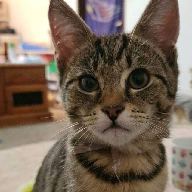 Photo of Archie