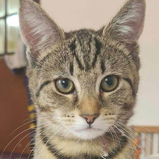 Photo of Archie