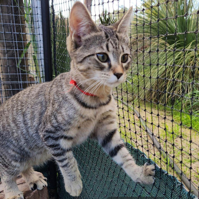 Photo of Sabre